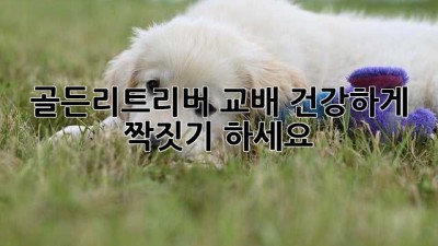 골든리트리버 교배, 건강하게 짝짓기 하세요!